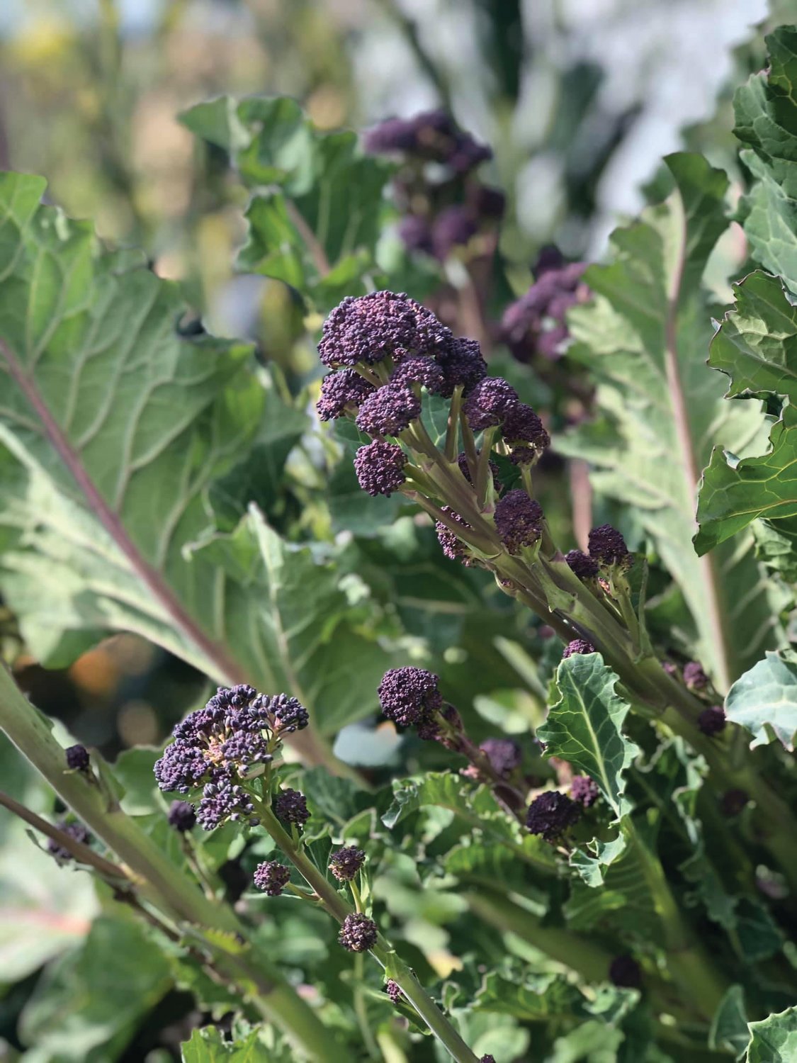 Many winter crops do well in our region, including purple sprouting broccoli. Plant now for early spring harvest.